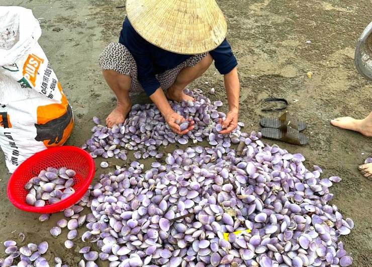 Người dân đổ xô ra biển Cửa Lò vớt &#34;lộc biển&#34; - 13