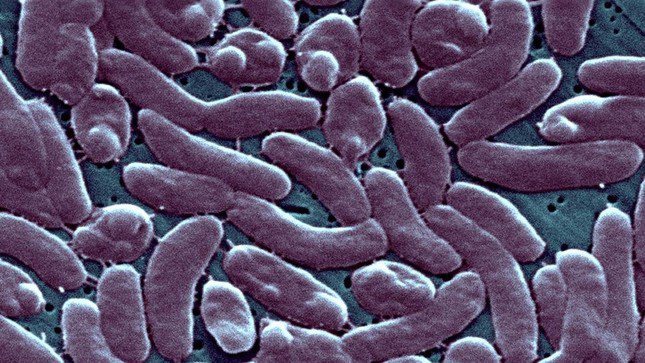 CDC Mỹ cảnh báo sức khỏe sau khi 5 người chết vì 'vi khuẩn ăn thịt người' - 1