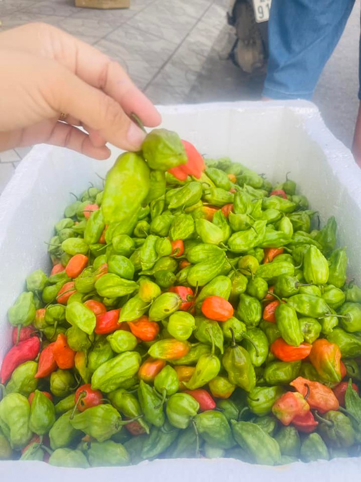 Nếu ở chợ và các siêu thị, ớt được bán với giá chỉ vài chục nghìn, thì ở Mường Tè (Lai Châu) có một loại ớt giá cao chót vót, lên tới 350.000 đồng/kg, đó là ớt trung đoàn
