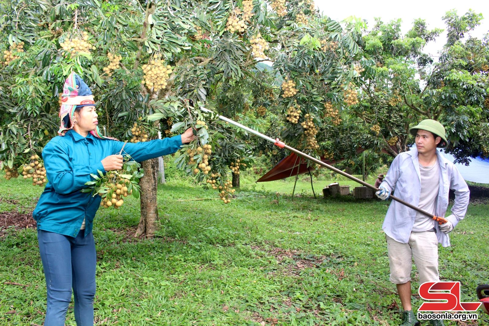 Xây dựng vùng cây ăn quả chất lượng cao - 2