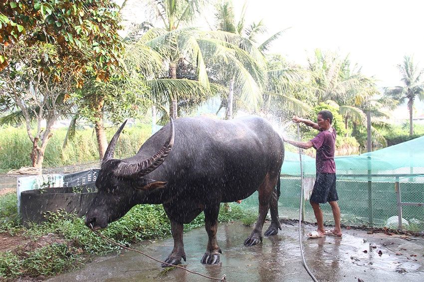 “Cuộc chơi bạc tỉ” trâu chọi Đồ Sơn - 2