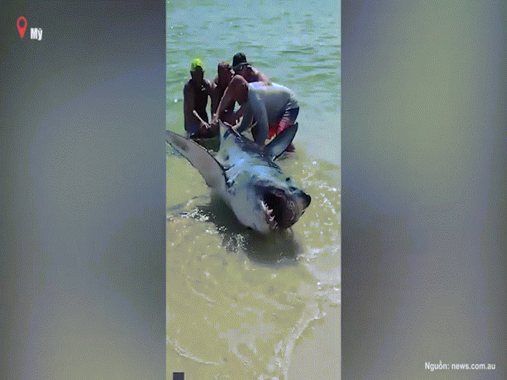 Kịch tính video giải cứu cá mập khổng lồ mắc cạn