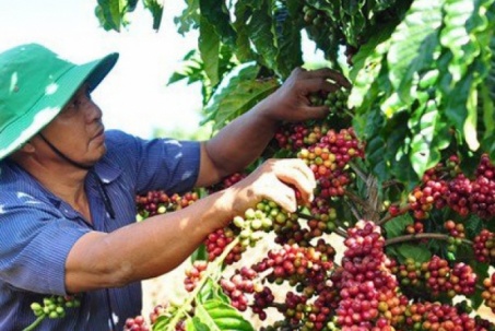 Giá cà phê cao kỷ lục, vì sao nông dân hụt hẫng?