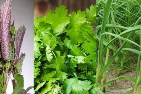 Loại rau "nhỏ nhưng có võ” làm thuốc chữa bệnh, thường có trong mâm cơm của người Việt
