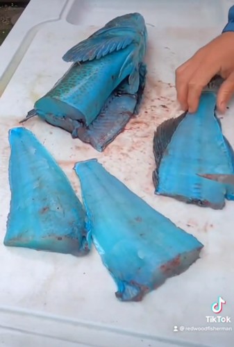Thịt của loài cá này có màu xanh, bạn có dám ăn không? - 5