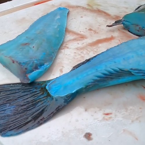 Thịt của loài cá này có màu xanh, bạn có dám ăn không? - 6
