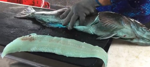 Thịt của loài cá này có màu xanh, bạn có dám ăn không? - 4
