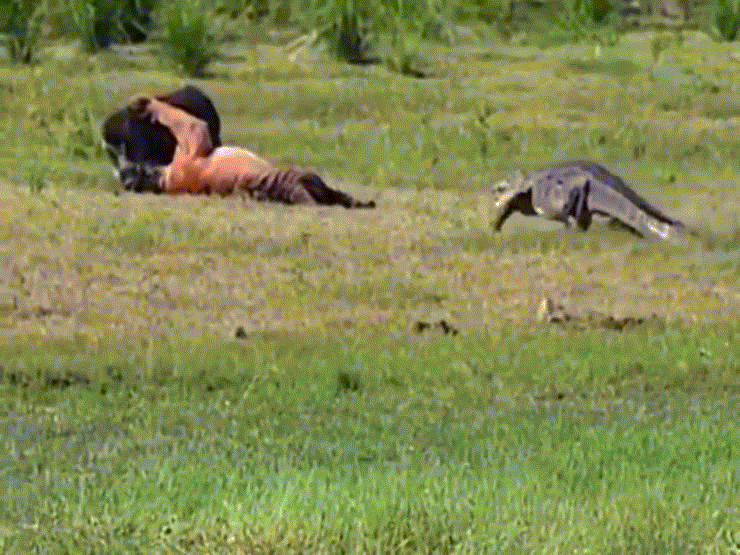 Video: Cá sấu tranh mồi với hổ và cái kết bất ngờ