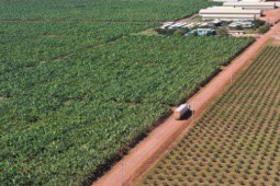 Đại gia nào của Việt Nam có trang trại ”khủng” trồng chuối ở nước ngoài?
