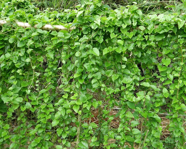Đây là loại cây cùng họ với một loại rau vô cùng phổ biến ở Việt Nam - rau mồng tơi. Cây này có tên là mồng tơi củ hay mồng tơi Nhật Bản.
