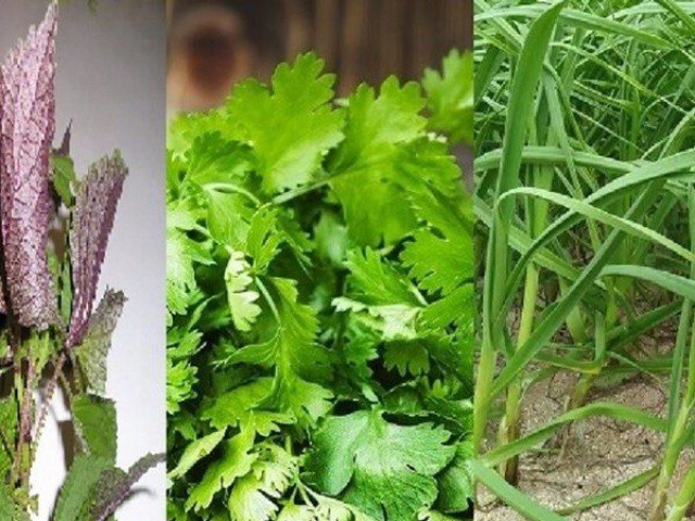 Loại rau ”nhỏ nhưng có võ” làm thuốc chữa bệnh, thường có trong mâm cơm của người Việt