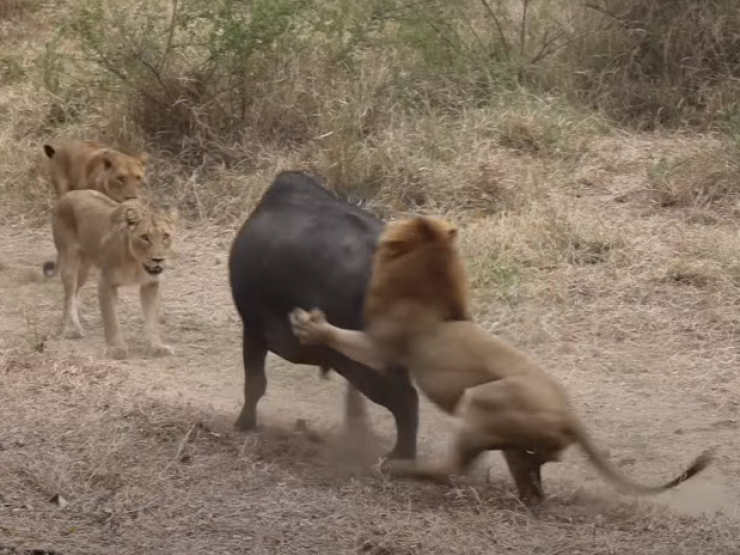 Bị sư tử truy sát, "đội quân" trâu rừng phản công, phá tan vòng vây của kẻ săn mồi