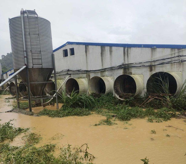 Trang trại ở Thanh Hóa bị nước lũ cuốn trôi hơn 1.000 con lợn - 2