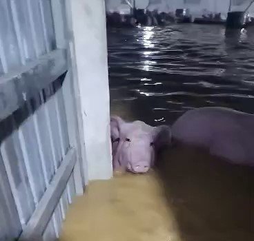 Trang trại ở Thanh Hóa bị nước lũ cuốn trôi hơn 1.000 con lợn - 3