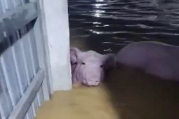 Trang trại ở Thanh Hóa bị nước lũ cuốn trôi hơn 1.000 con lợn