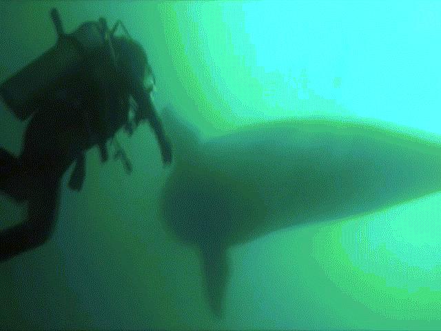 Video: Khám phá xác tàu dưới biển sâu, hoảng hồn với điều nhìn thấy