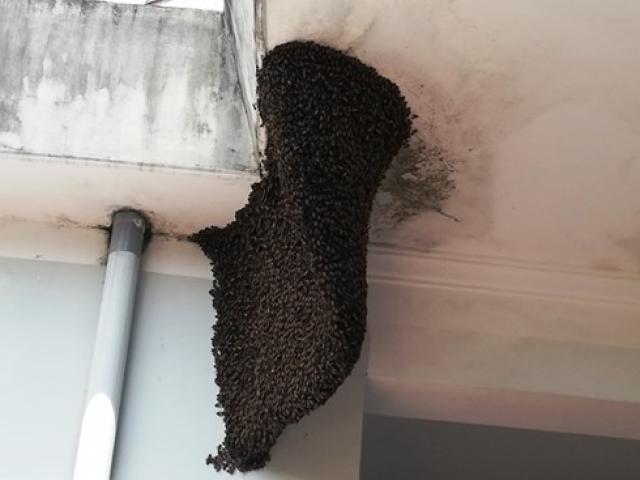 Nhiều người hiếu kỳ với tổ ong mật 'khủng' trong trụ sở huyện