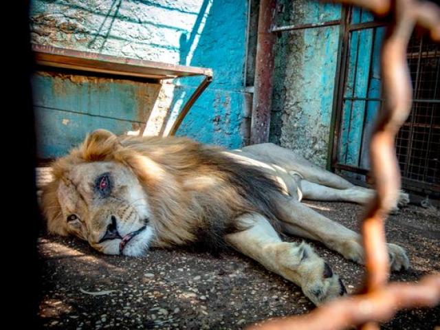 Bên trong “vườn thú địa ngục”, nơi động vật khổ sở chết mòn ở Albania