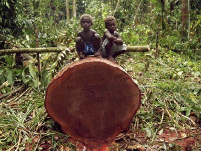 Quốc gia sắp mất sạch rừng vì công ty Trung Quốc “càn quét”