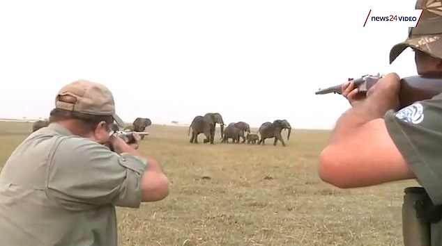 Video: Thợ săn nổ súng bắn đàn voi châu Phi, bị đuổi chạy trối chết - 1