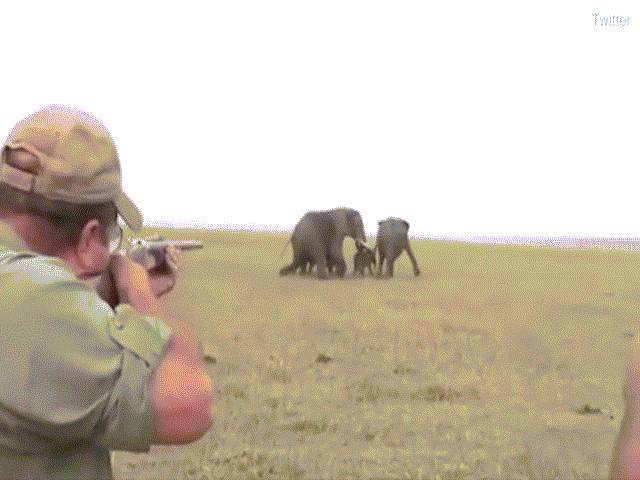 Video: Thợ săn nổ súng bắn đàn voi châu Phi, bị đuổi chạy trối chết
