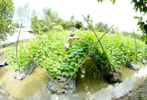 Kiên Giang: Mùa nước nổi trồng dưa leo, mướp hương &#34;hốt bạc&#34; - 1