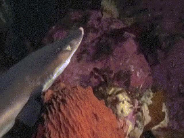 Mải mê đi săn, cá mập bị bạch tuộc khổng lồ  mai phục ”xé xác”