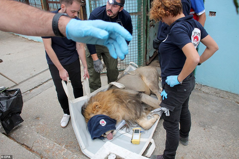 Giải cứu sư tử đói thảm hại trong “vườn thú địa ngục” ở Albania - 1