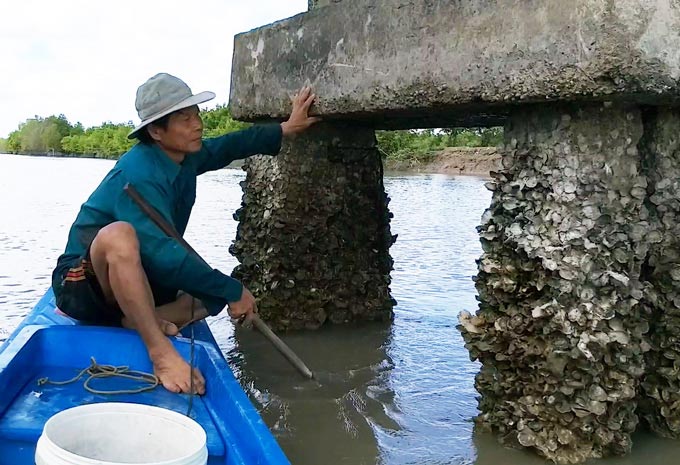 Len lỏi, lặn lội, dùng búa đục săn đặc sản “Viagra” dọc sông Cà Mau - 1