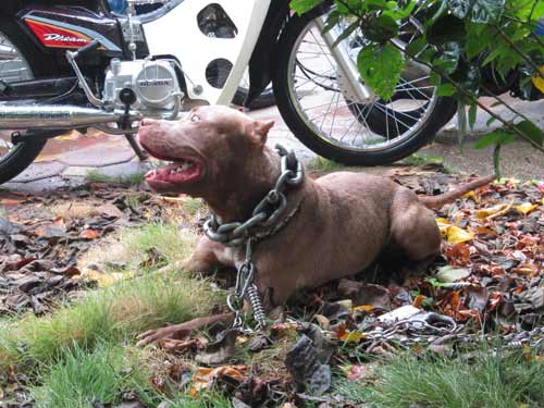 Chó hung dữ Việt Nam: Hãy khám phá những câu chuyện thú vị và bất ngờ về chó hung dữ tại Việt Nam trong hình ảnh này. Dù vô cùng nguy hiểm, chúng vẫn là những con vật rất đáng sợ và đầy sức mạnh.