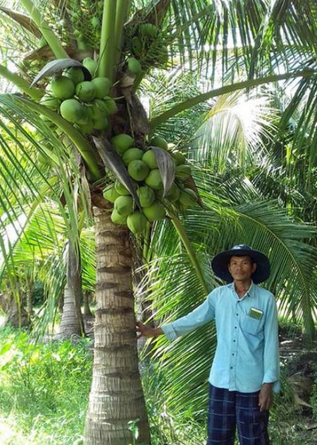 Trồng dừa xiêm lùn ở Miền Bắc được không  Đại Lý Mua Bán Dừa Sáp Cầu Kè  Trà Vinh