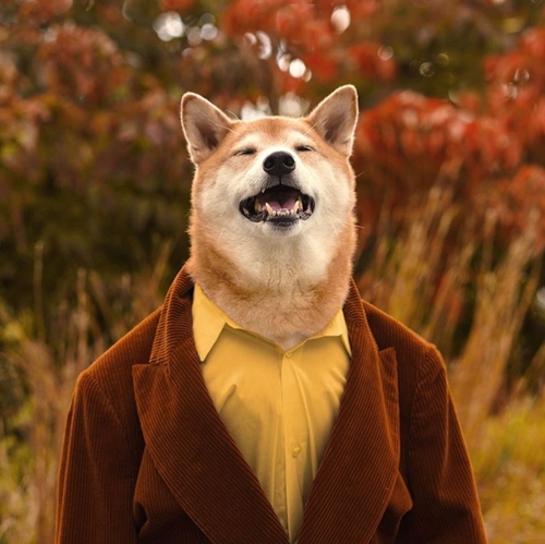 Top 100 ảnh về áo vest cho chó  NEC