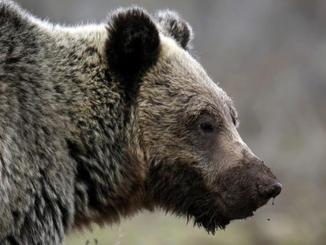 Thợ săn Canada bắn chết gấu, phát hiện điều khủng khiếp xảy ra với vợ con
