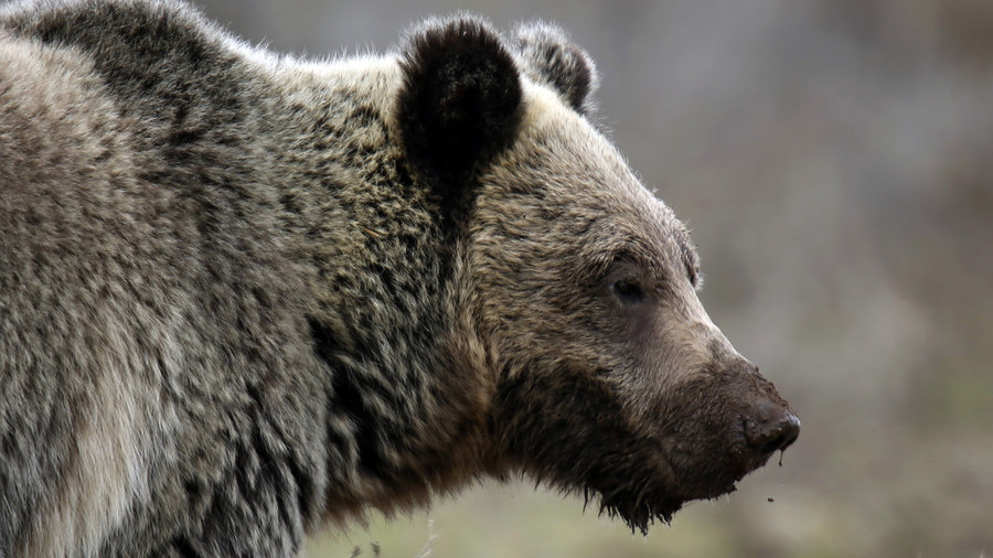 Thợ săn Canada bắn chết gấu, phát hiện điều khủng khiếp xảy ra với vợ con - 1
