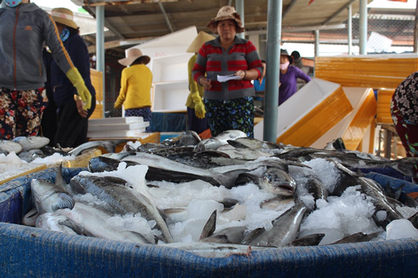 Lý Sơn: Cá bớp chết hàng loạt, nông dân thiệt hại tiền tỷ - 1