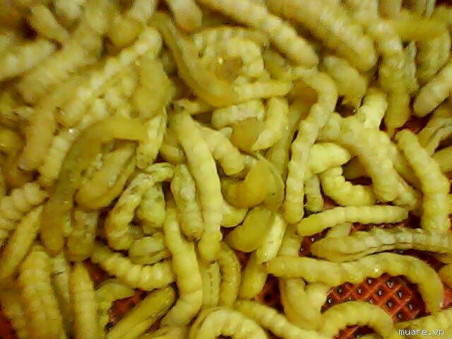 Bất ngờ với đặc sản sâu "ông khen", "bà mê mệt" giá 4 triệu đồng/kg - 1