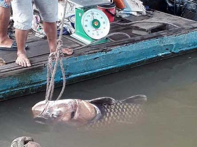 Vĩnh Long: Bắt được cá hô khổng lồ nặng 125 ký, bán hơn 300 triệu đồng