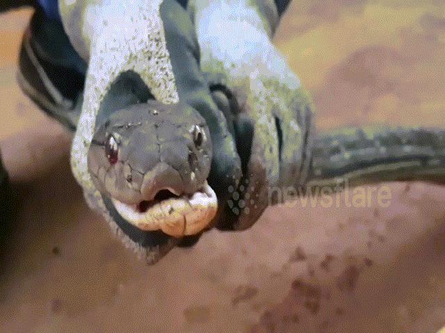 Bắt rắn hổ mang chúa to khủng khiếp ”tàng hình” trong vườn Thái Lan