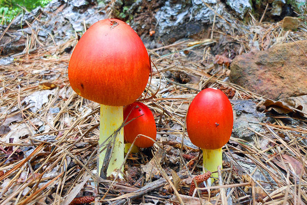 "Ngũ độc" đặc sản nấm vừa đẹp như cổ tích, lại ngon bổ không tưởng - 12