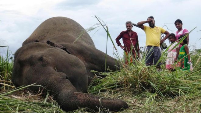 Sri Lanka: Hàng loạt voi bỗng lăn ra chết - 1