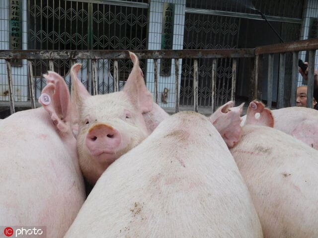 Khốn đốn nguồn cung, Trung Quốc tiếp tục xả kho 10.000 tấn thịt lợn