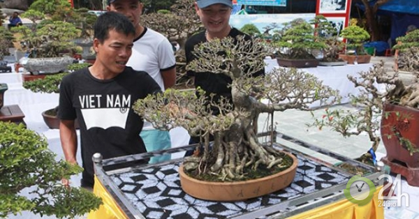 Người Việt nô nức mang sanh bonsai giá cả trăm triệu đi triển lãm