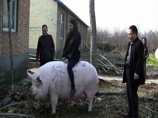 Thiếu hụt thịt lợn trầm trọng, Trung Quốc tạo ra lợn “siêu to khổng lồ”