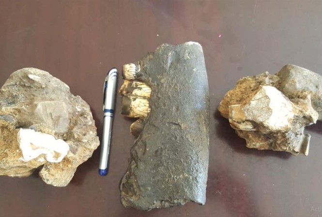 Phát hiện hóa thạch tê giác trong hang động Phong Nha - Kẻ Bàng - 1