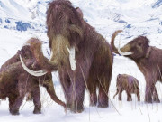 Tiết lộ cách loài voi ma mút "né" tuyệt chủng, sống thêm 10.000 năm