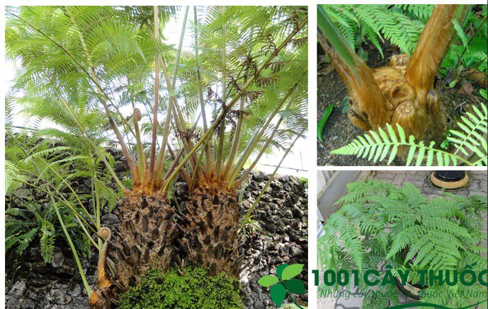 Lương y bày cách đơn giản giảm đau xương khớp tại nhà - 2