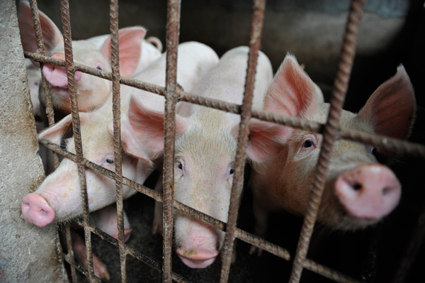 Giá lợn hơi cán mốc 70.000 đồng/kg, VN có thể thiếu 500.000 tấn thịt dịp Tết