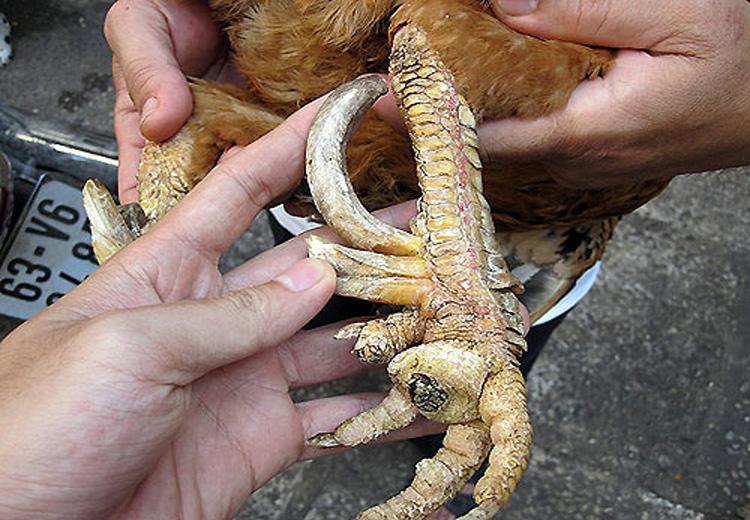 Tam đặc sản tiến Vua nổi danh đất Phú Thọ, có loại sắp tuyệt chủng - 1