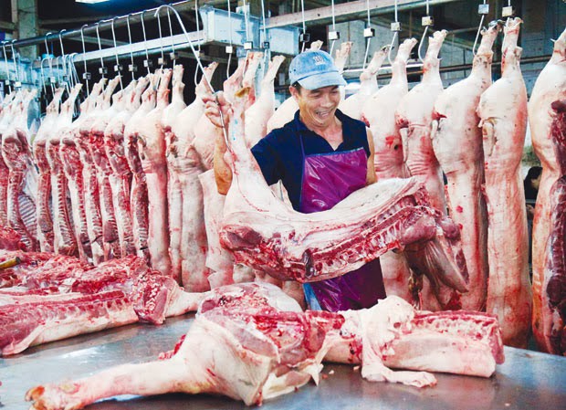 Tiêu hủy hơn nửa triệu con lợn, Hà Nội thiếu gần 100 nghìn tấn thịt - 1