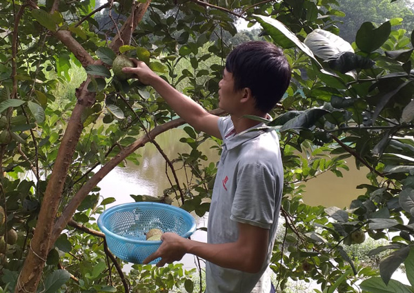 Nuôi con vật chỉ ăn lá cây vẫn lớn đều đều, thu tiền mỏi tay